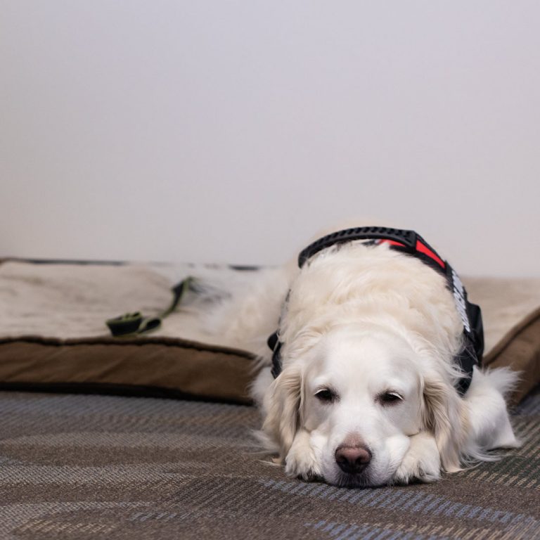 Stanley laying on his bed in the office
